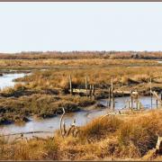 Sentier littoral - Maison T1 à louer Bassin d'Arcachon